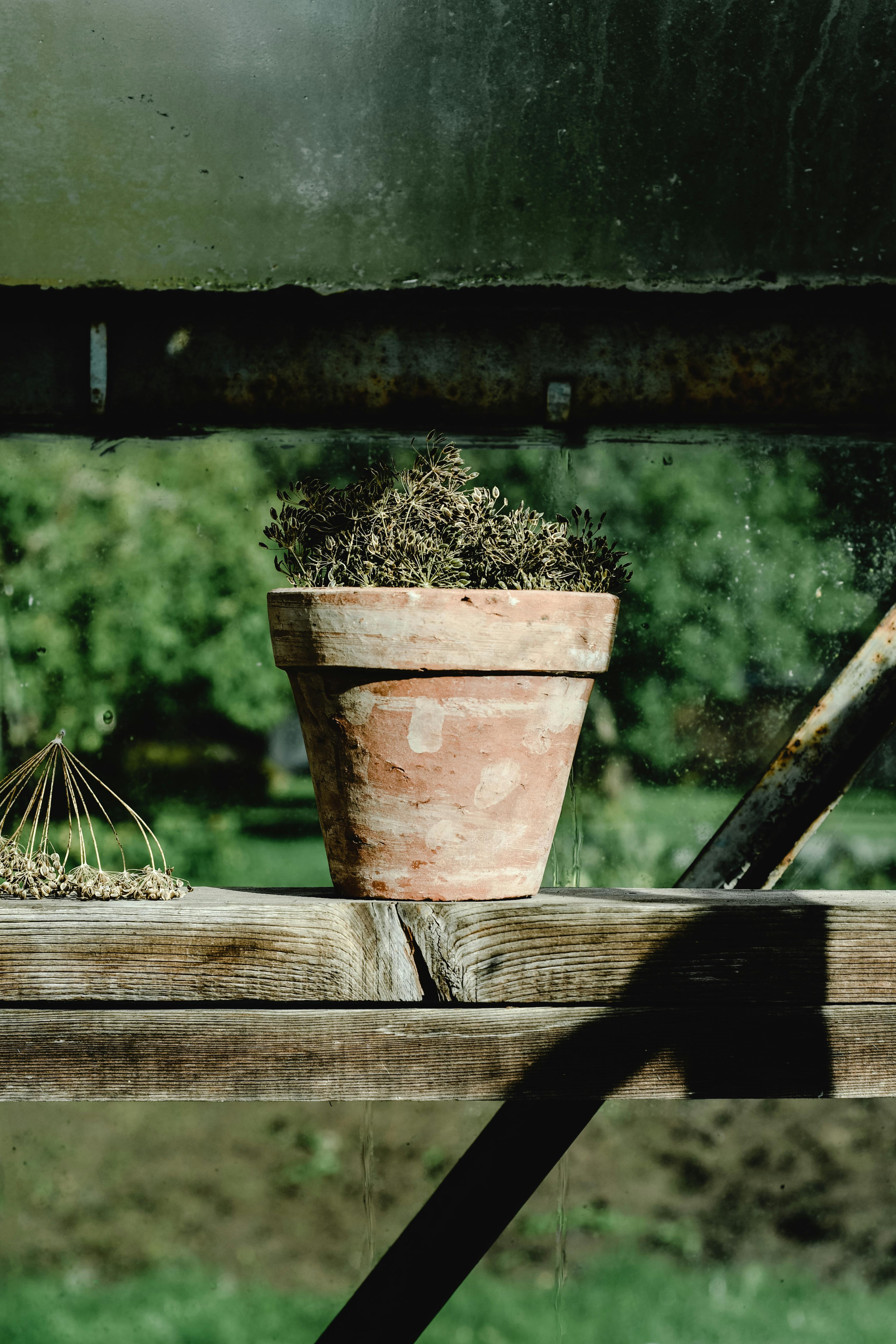 potted plant on a wooden fence