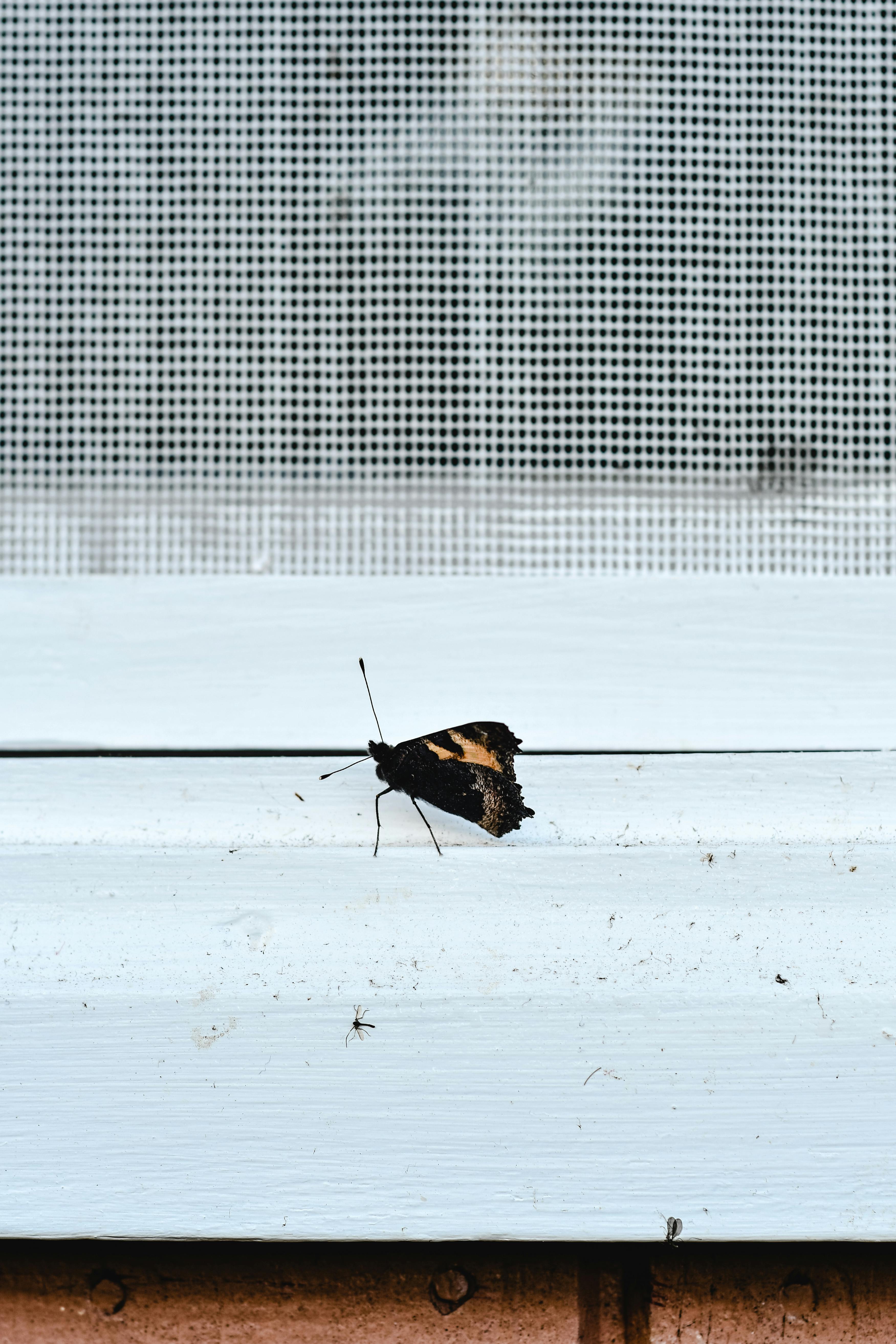 一只蝴蝶栖息在白色窗台的网状背景上，精致的细节展露无遗