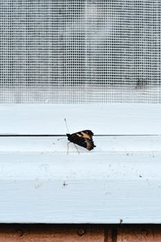 一只蝴蝶栖息在白色窗台的网状背景上，精致的细节展露无遗