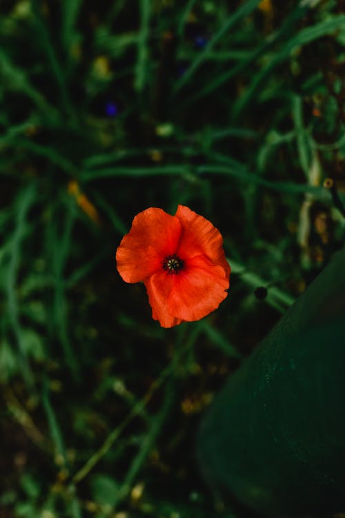 Flor Roja En Lente De Cambio De Inclinación