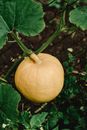 Pumpkin Growing on Vine