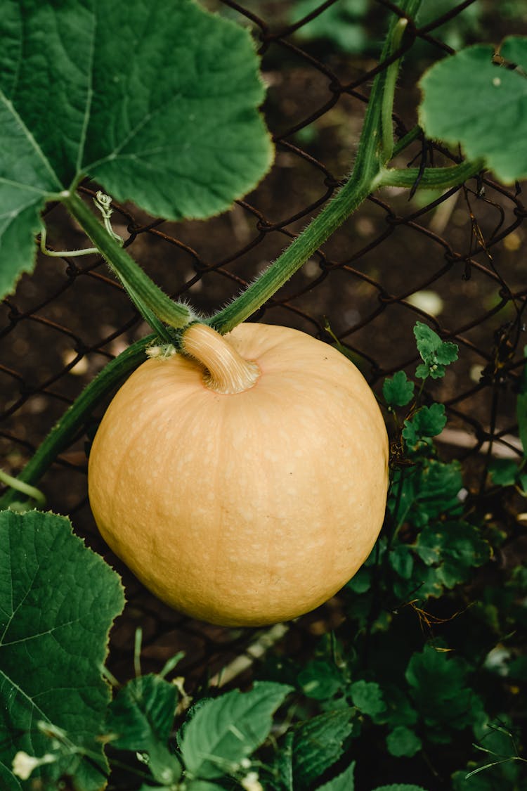 Pumpkin Growing On Vine