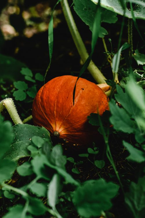 Free Close-up of a ripe Hokkaido pumpkin surrounded by lush green leaves in a garden. Stock Photo