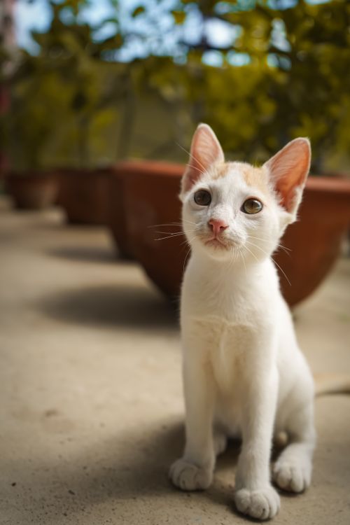 Free Charming portrait of a cute white kitten sitting outdoors, captured in sharp focus. Stock Photo
