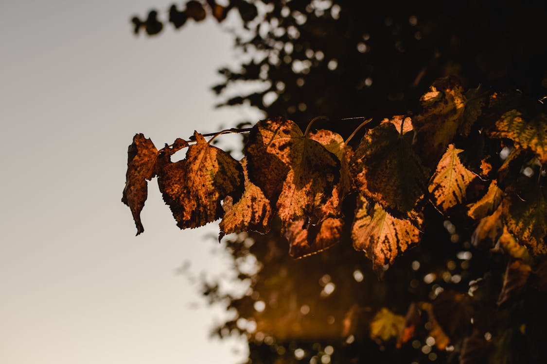 Free Brown Leaves on a Tree Branch Stock Photo