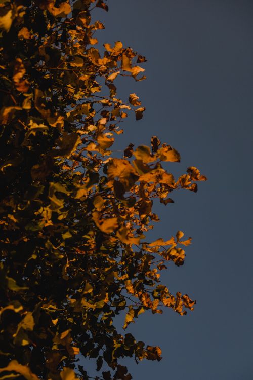 Free Close-up of autumn leaves in Tapa, Estonia, contrasting against a deep blue sky. Stock Photo