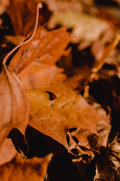 クローズアップ写真で茶色の乾燥した葉