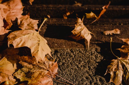 Kostnadsfri bild av bruna löv, fallen, höst