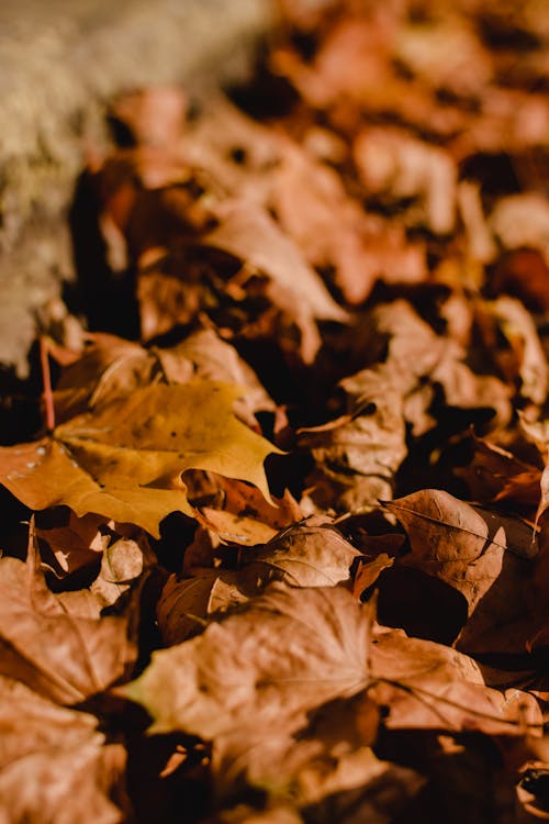 Free Dried Leaves on the Ground Stock Photo