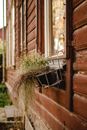 Green and Brown Plant in a Hanging Basket