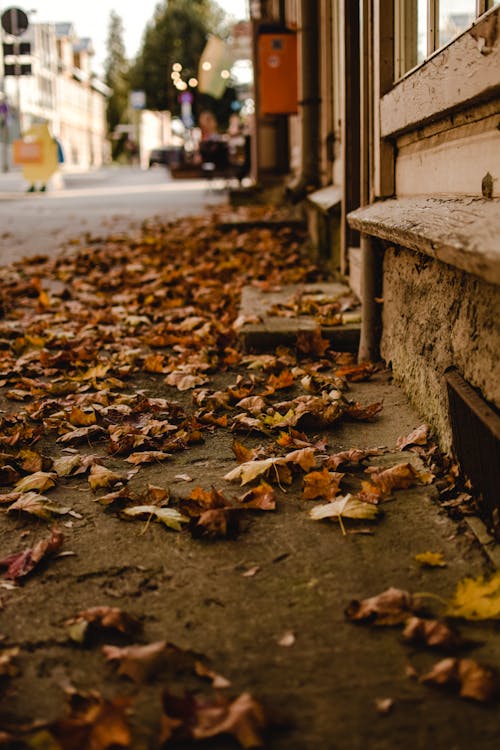 Free Dried Fallen Leaves on the Sidewalk Stock Photo