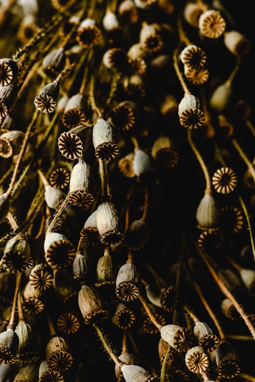 Brown and White Flower Buds