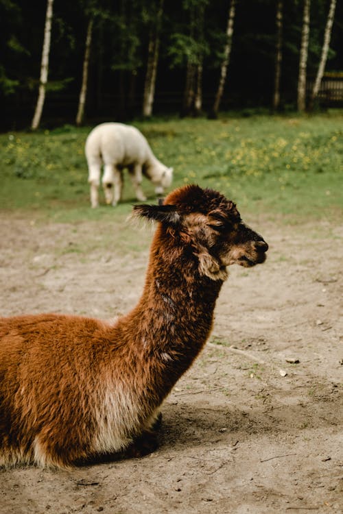 Llama Coklat Dan Putih Di Lapangan Rumput Hijau