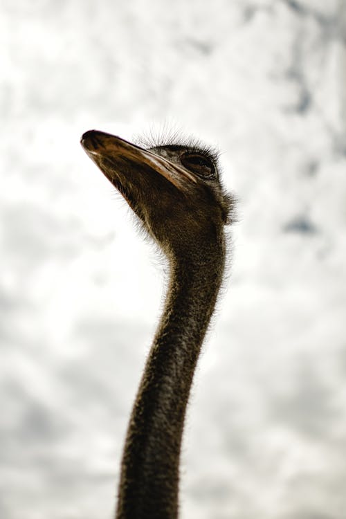 Free Black and White Ostrich Head Stock Photo