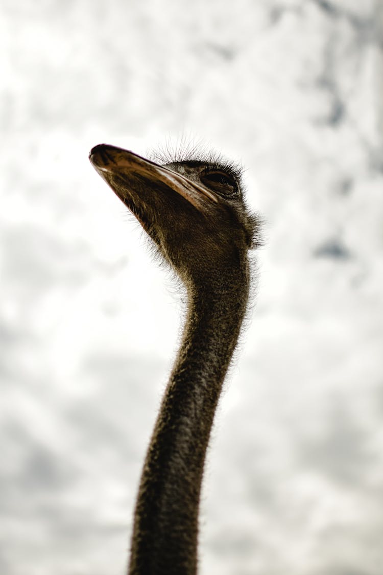 Head Of Ostrich