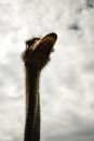 Black and Brown Ostrich Head