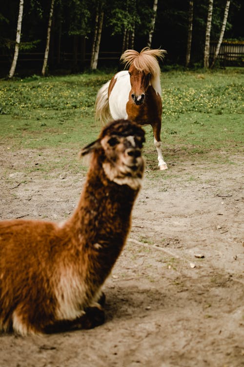 Kostnadsfri bild av alpacka, djur, djurbeteende
