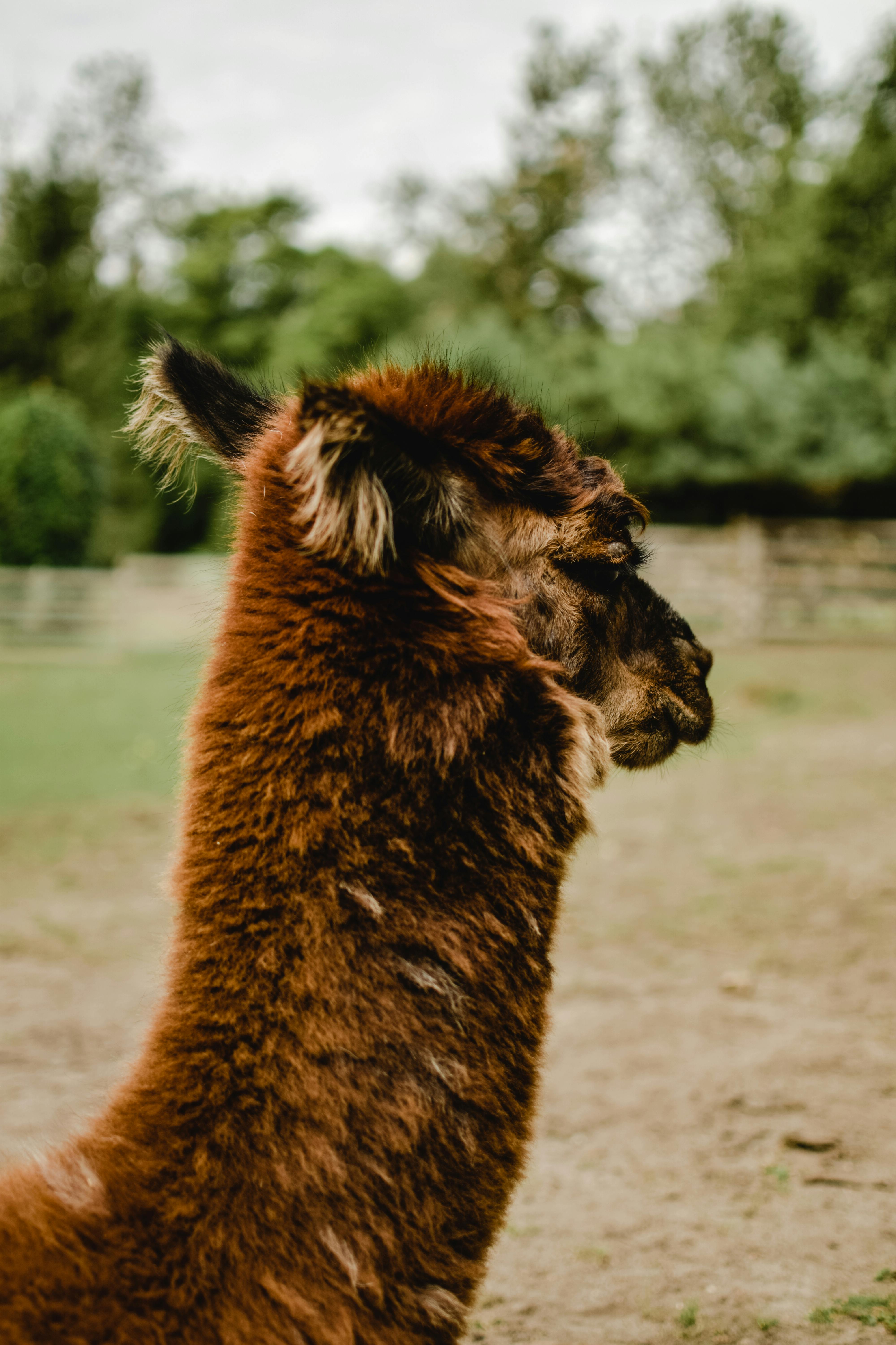 profile of a brown alpaca