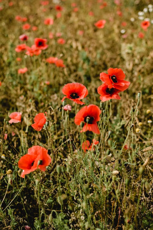 Red Flowers on Flower Field