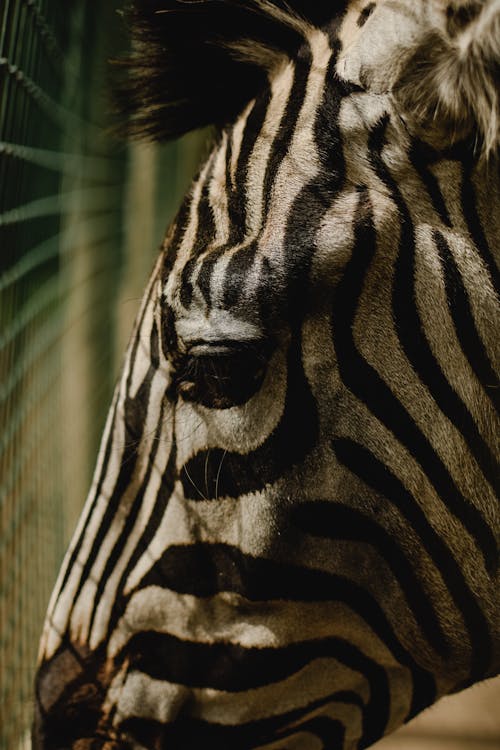 Yakın çekim Fotoğrafında Zebra Hayvan Kafası