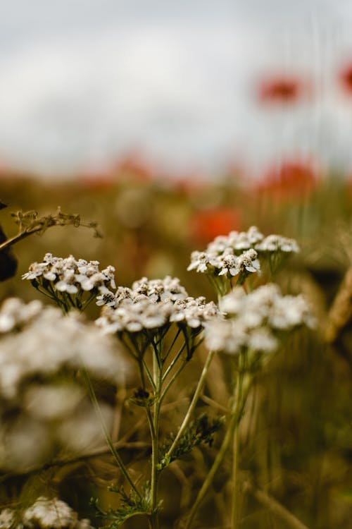 Close-Up Shot of Wild White Flowers