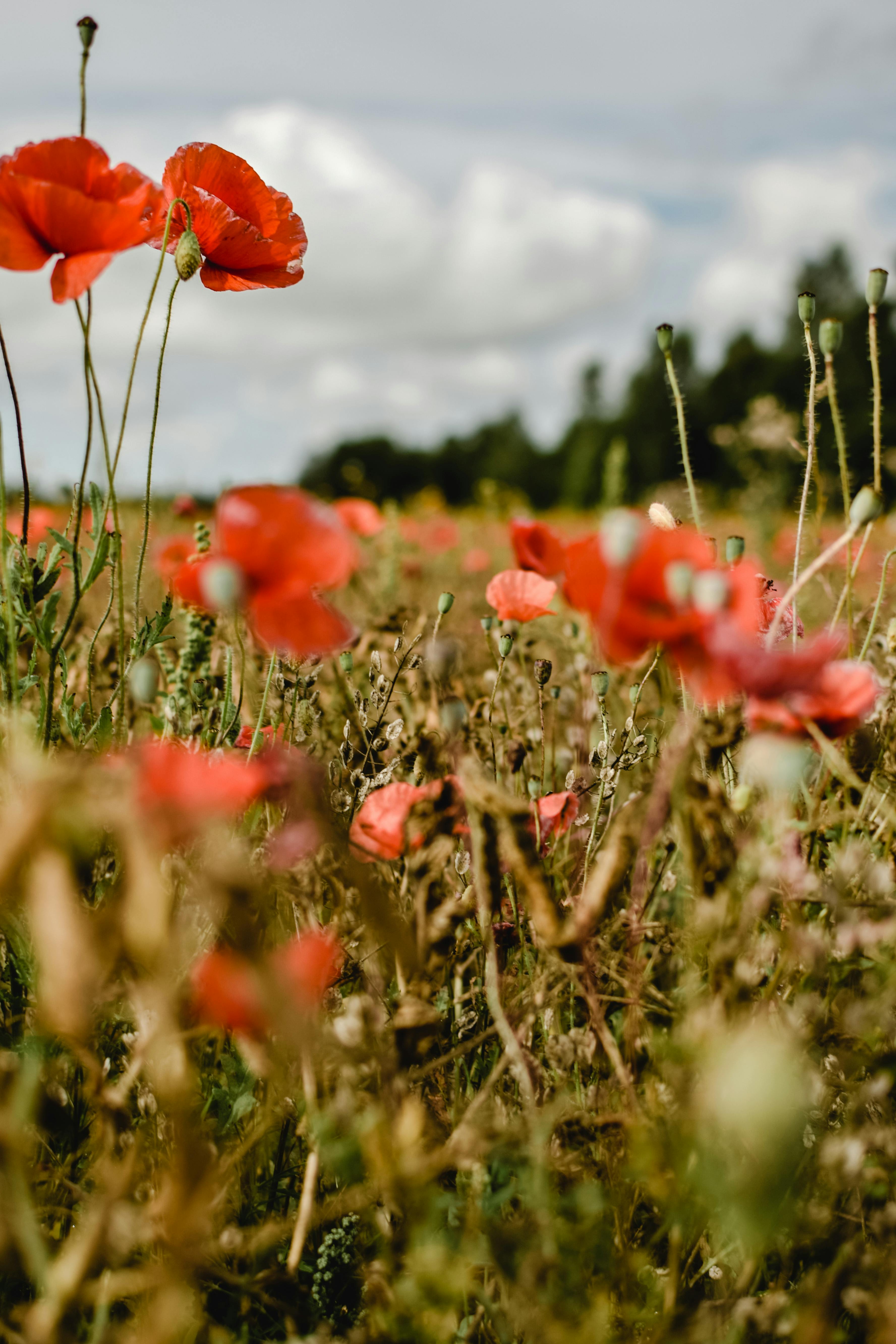 40 000 Best Poppy Field Photos 100 Free Download Pexels Stock Photos
