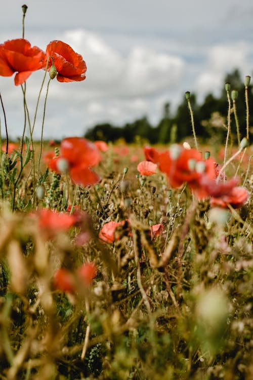 Red Poppies in Close Up Photography