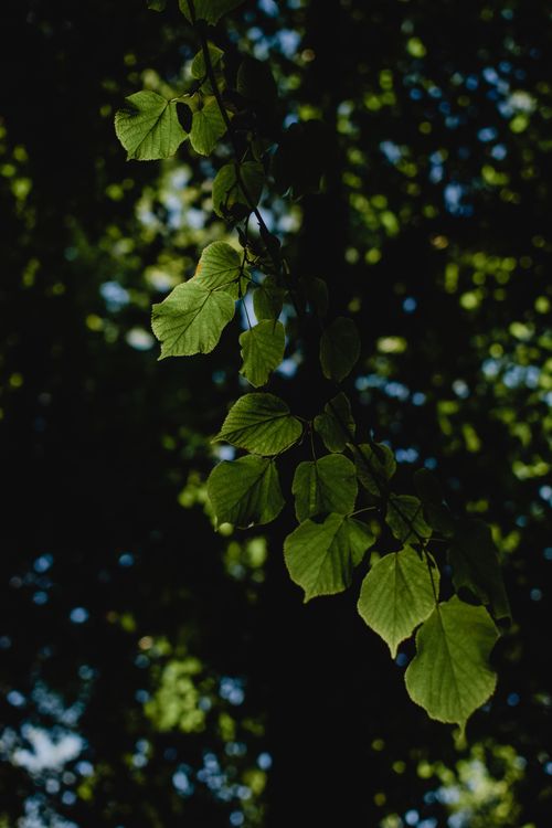 Free Artistic close-up of green leaves against a dark, blurred forest background. Stock Photo