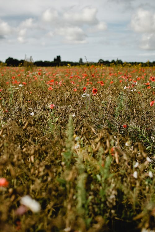 Czerwone Kwiaty Na Polu Zielonej Trawie