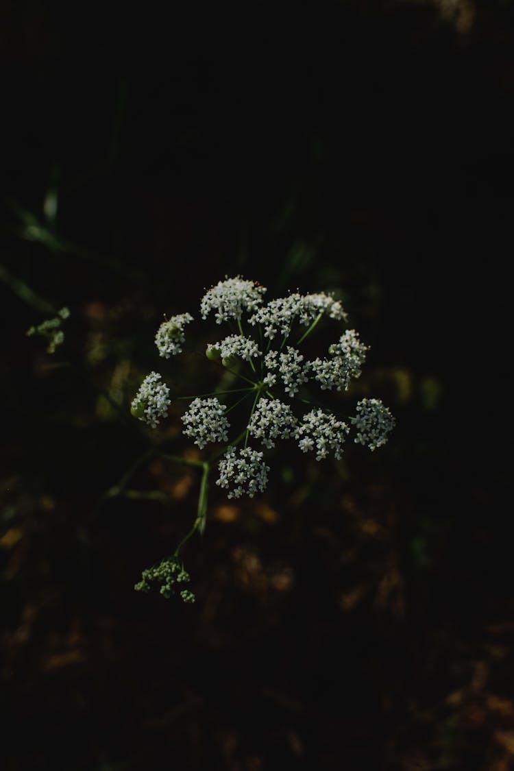 Delicate White Wildflower