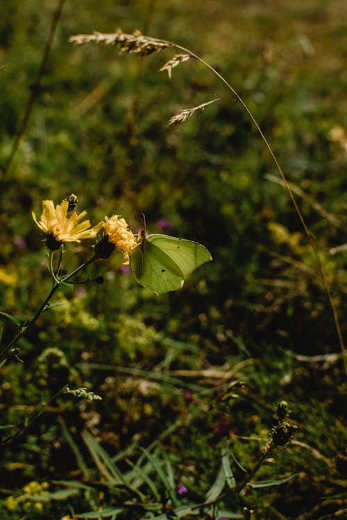 Photo of a Common Brimstone on a Yellow Flower