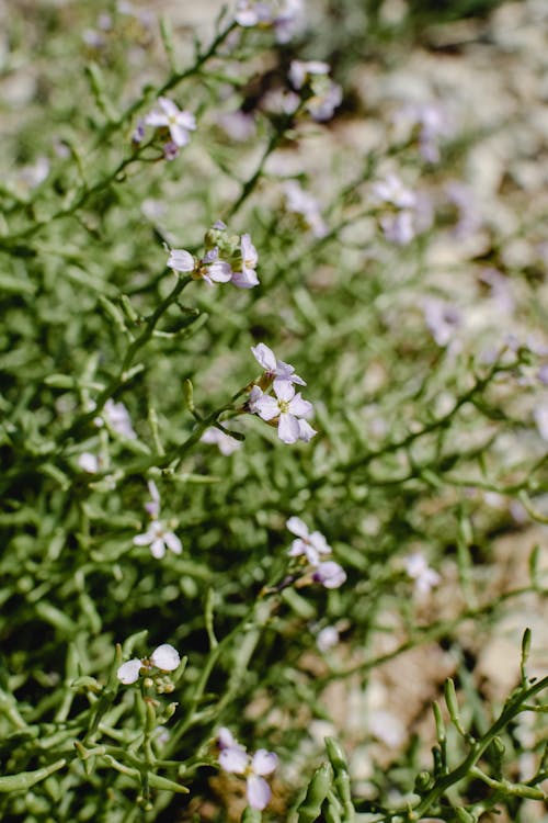 Free Photograph of Erucaria Flowers in Bloom Stock Photo