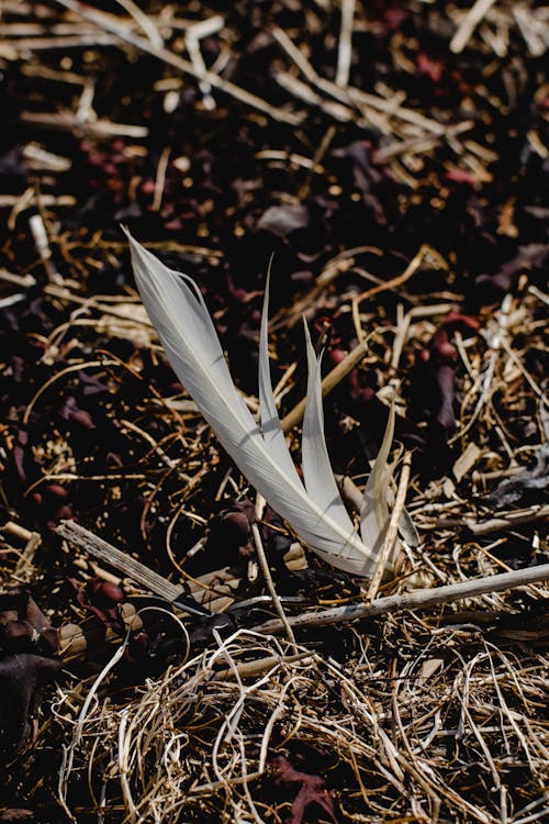 Free White Feather on Brown Dried Leaves Stock Photo