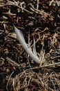 White Feather on Brown Dried Leaves