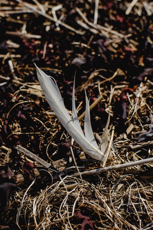 Free A feather among twigs and soil in Sääre, Estonia. Stock Photo