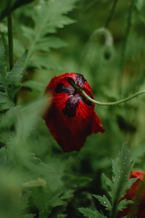 Red Flower in Close-up View