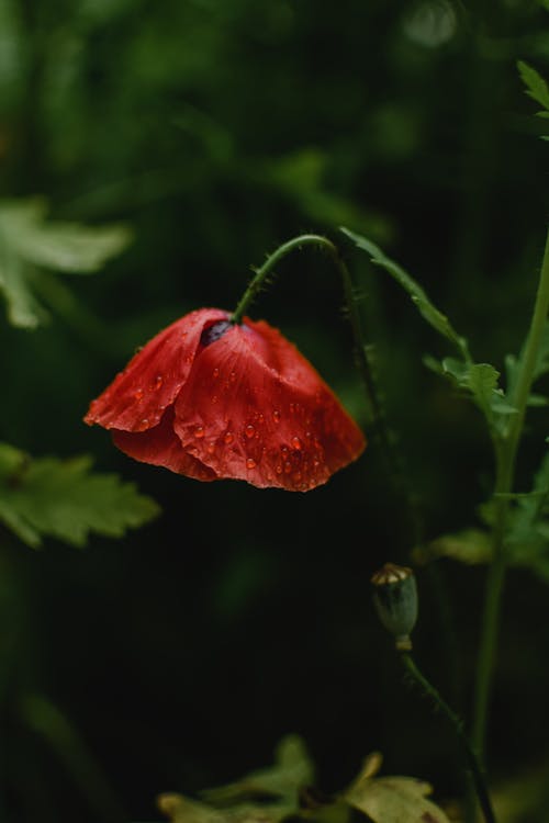 Rote Blume In Tilt Shift Lens