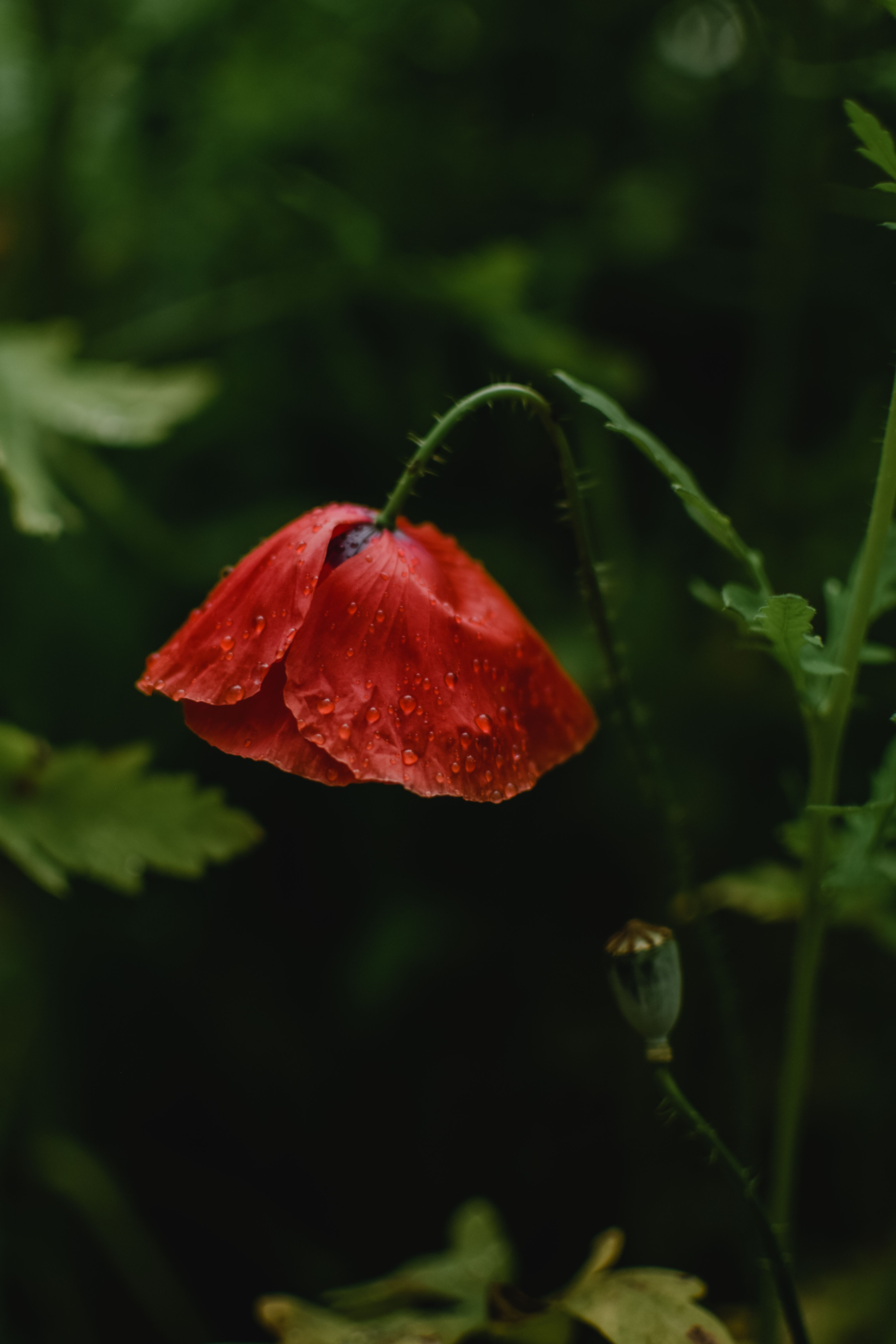 36,165+ Best Free Red poppy Stock Photos & Images · 100% Royalty-Free ...