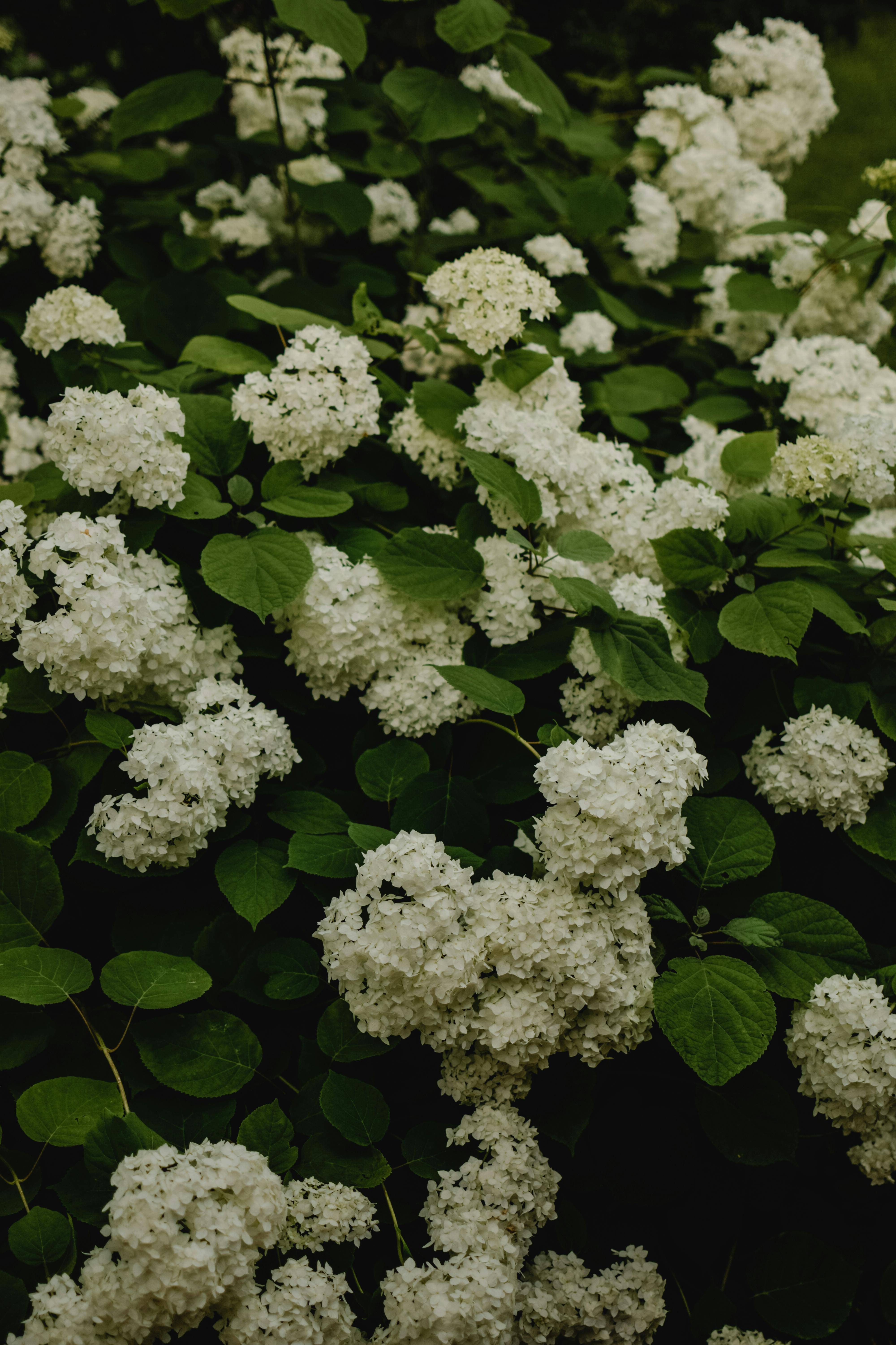 white flowers with green leaves