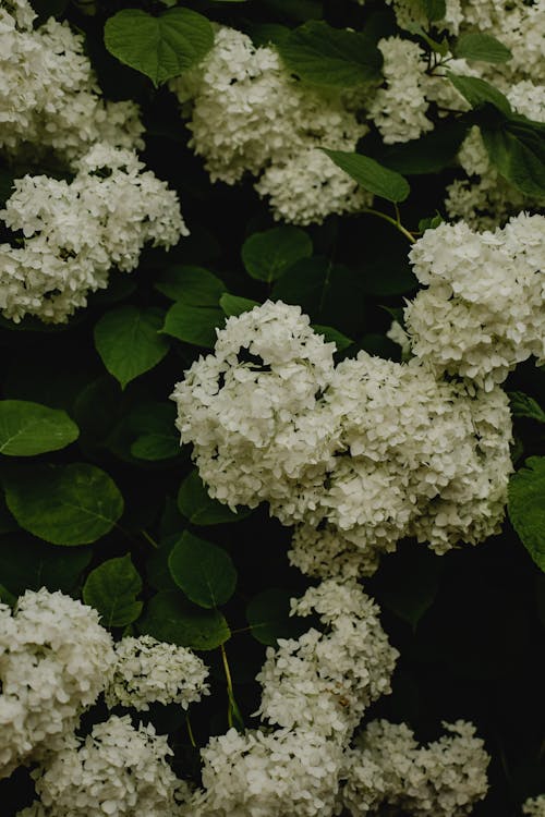녹색 잎과 흰색 꽃