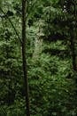 Photograph of Green Plants in a Forest