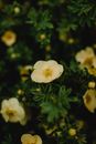 Small Yellow Flowers in Bloom