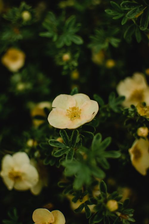 Free Delicate yellow cinquefoil flowers in bloom, capturing Estonian flora in Vihtra with a lush green backdrop. Stock Photo