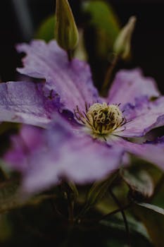 特写镜头下，精致的紫色菊苣花被捕捉，其花瓣与蜜饯的纹理错综复杂