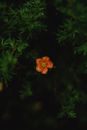 Orange Flower with Green Leaves