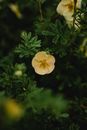 White Flower in Tilt Shift Lens