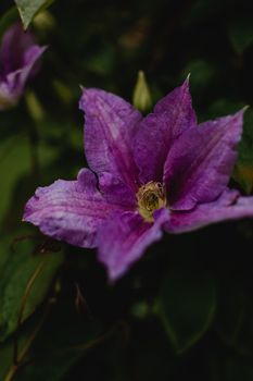 爱沙尼亚维赫特拉一朵紫色菊苣花的特写，充满活力