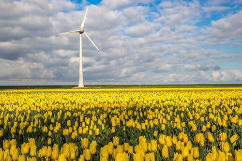 Free A Wind Turbine Beside a Flower Field Stock Photo