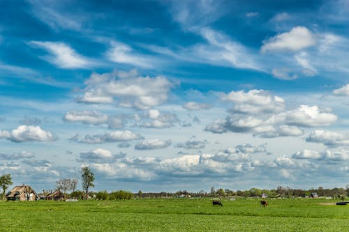 Grass Field Under a Cloudy Sky