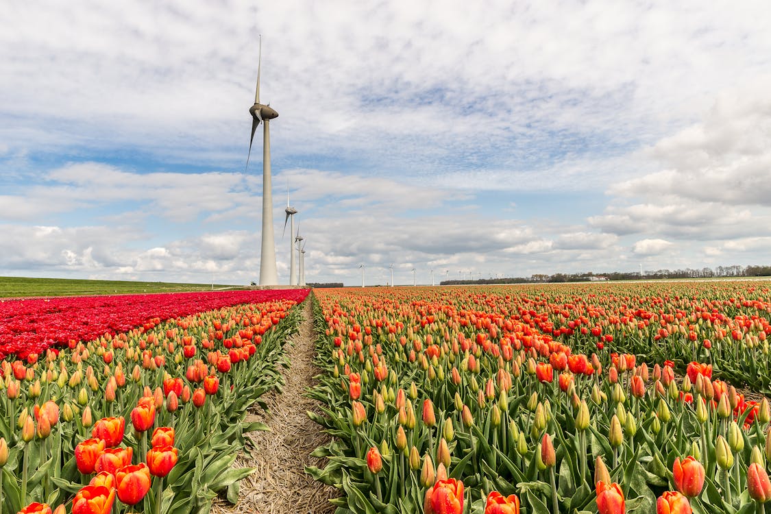 Kostenloses Stock Foto zu bauernhof, blumen, farm